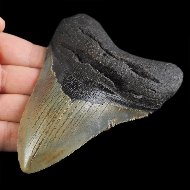SKAMIENIAŁY ZĄB REKINA - MEGALODON - 110 mm - FLORYDA, USA