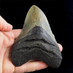 SKAMIENIAŁY ZĄB REKINA - MEGALODON - 110 mm - FLORYDA, USA