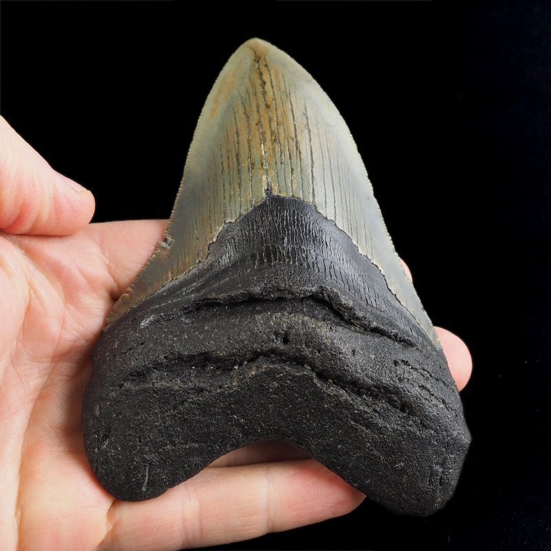 SKAMIENIAŁY ZĄB REKINA - MEGALODON - 110 mm - FLORYDA, USA