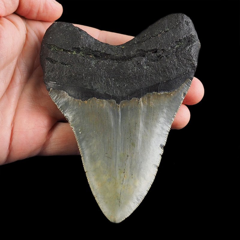 SKAMIENIAŁY ZĄB REKINA - MEGALODON - 110 mm - FLORYDA, USA
