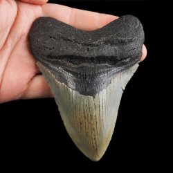 SKAMIENIAŁY ZĄB REKINA - MEGALODON - 110 mm - FLORYDA, USA