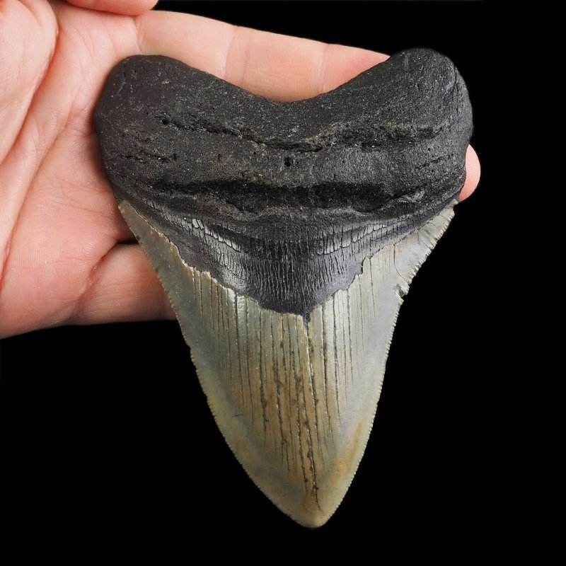 SKAMIENIAŁY ZĄB REKINA - MEGALODON - 110 mm - FLORYDA, USA