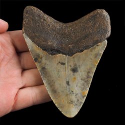 SKAMIENIAŁY ZĄB REKINA - MEGALODON - 102 mm - FLORYDA, USA