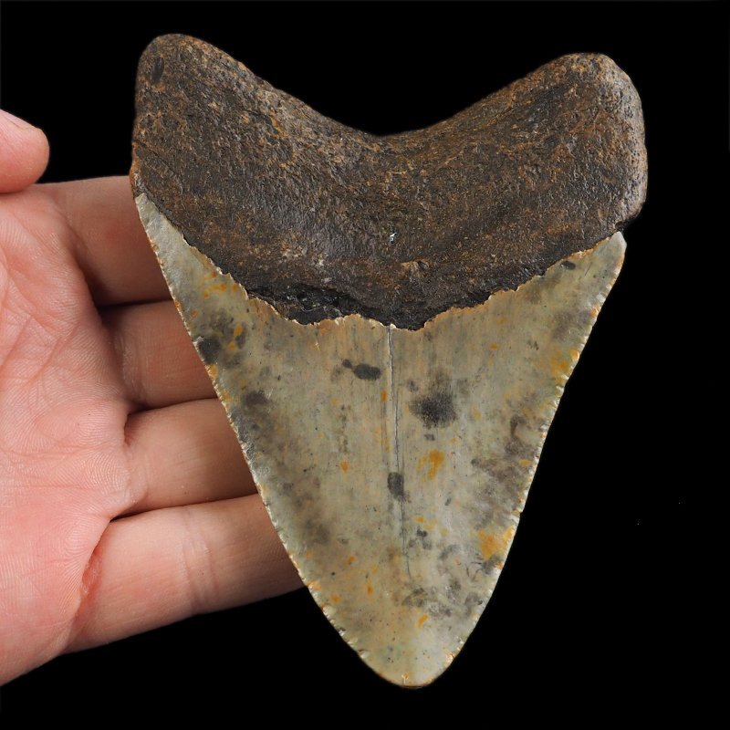 SKAMIENIAŁY ZĄB REKINA - MEGALODON - 102 mm - FLORYDA, USA