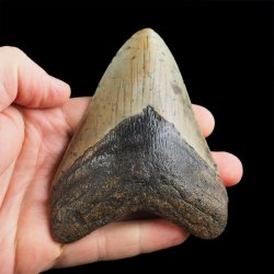 SKAMIENIAŁY ZĄB REKINA - MEGALODON - 102 mm - FLORYDA, USA