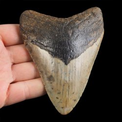 SKAMIENIAŁY ZĄB REKINA - MEGALODON - 102 mm - FLORYDA, USA