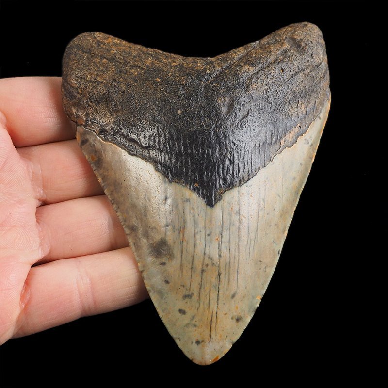 SKAMIENIAŁY ZĄB REKINA - MEGALODON - 102 mm - FLORYDA, USA