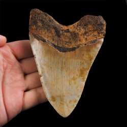 SKAMIENIAŁY ZĄB REKINA - MEGALODON - 109 mm - FLORYDA, USA