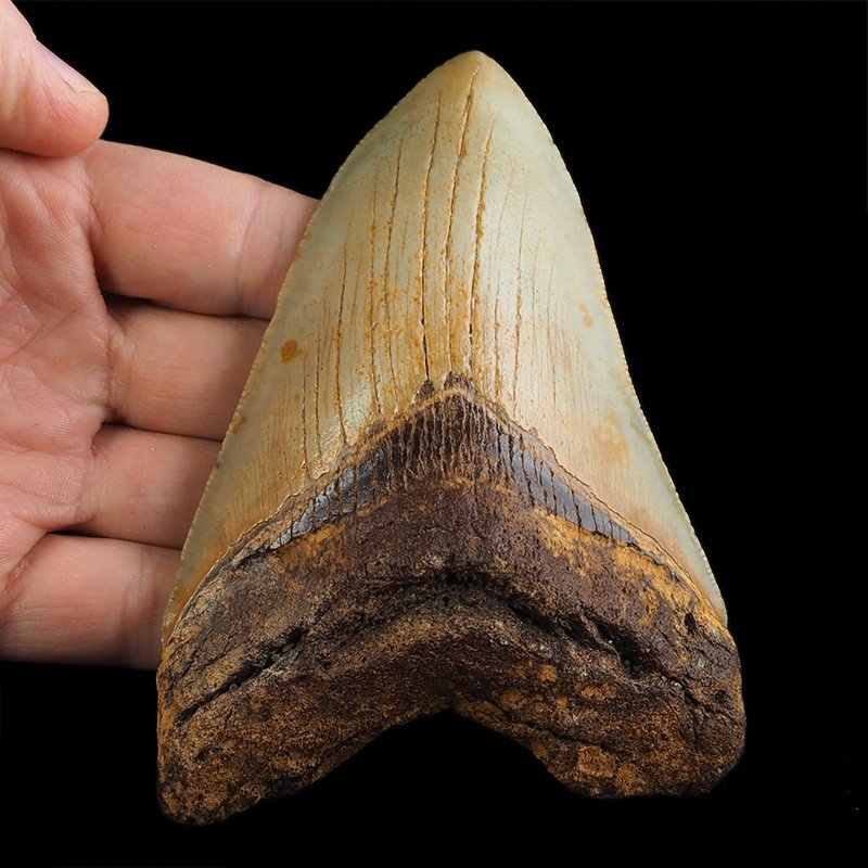 SKAMIENIAŁY ZĄB REKINA - MEGALODON - 109 mm - FLORYDA, USA