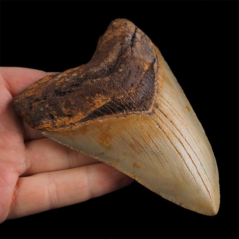 SKAMIENIAŁY ZĄB REKINA - MEGALODON - 109 mm - FLORYDA, USA
