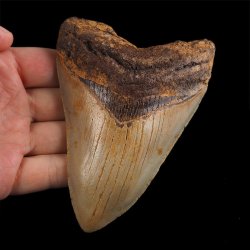 SKAMIENIAŁY ZĄB REKINA - MEGALODON - 109 mm - FLORYDA, USA