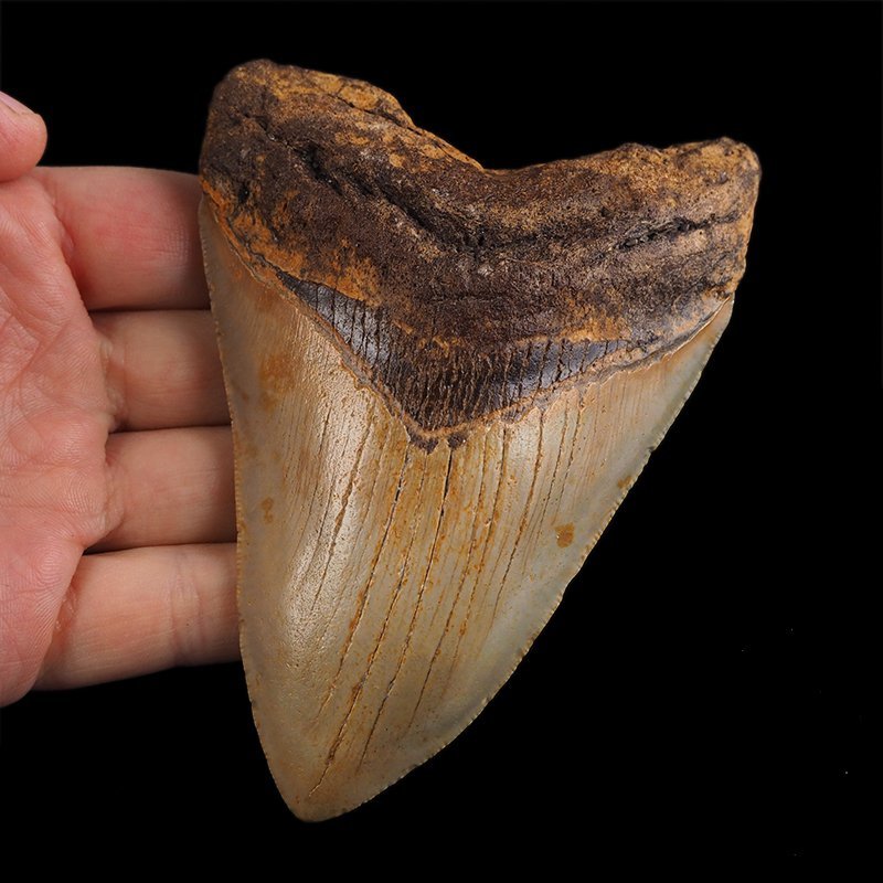 SKAMIENIAŁY ZĄB REKINA - MEGALODON - 109 mm - FLORYDA, USA