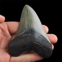 SKAMIENIAŁY ZĄB REKINA - MEGALODON - 92 mm - FLORYDA, USA