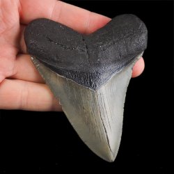 SKAMIENIAŁY ZĄB REKINA - MEGALODON - 92 mm - FLORYDA, USA