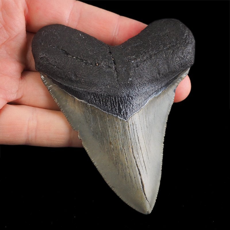 SKAMIENIAŁY ZĄB REKINA - MEGALODON - 92 mm - FLORYDA, USA