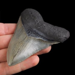 SKAMIENIAŁY ZĄB REKINA - MEGALODON - 92 mm - FLORYDA, USA
