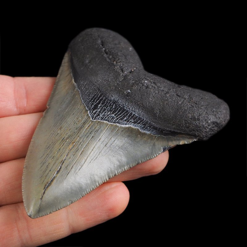 SKAMIENIAŁY ZĄB REKINA - MEGALODON - 92 mm - FLORYDA, USA