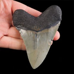 SKAMIENIAŁY ZĄB REKINA - MEGALODON - 92 mm - FLORYDA, USA