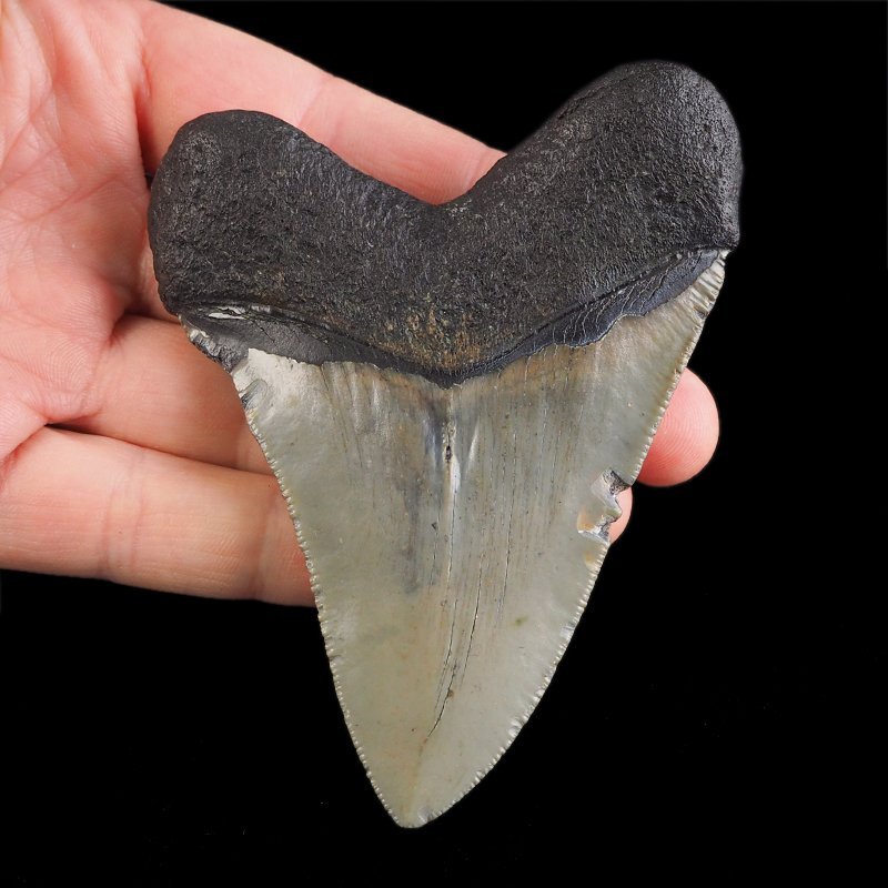 SKAMIENIAŁY ZĄB REKINA - MEGALODON - 92 mm - FLORYDA, USA