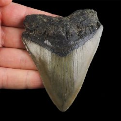 SKAMIENIAŁY ZĄB REKINA - MEGALODON - 83 mm - FLORYDA, USA