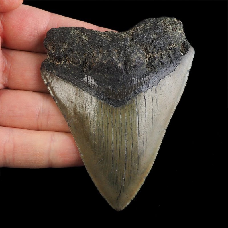SKAMIENIAŁY ZĄB REKINA - MEGALODON - 83 mm - FLORYDA, USA