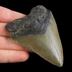 SKAMIENIAŁY ZĄB REKINA - MEGALODON - 83 mm - FLORYDA, USA