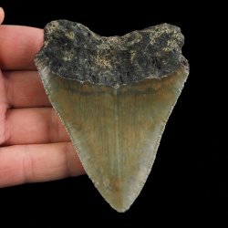 SKAMIENIAŁY ZĄB REKINA - MEGALODON - 83 mm - FLORYDA, USA