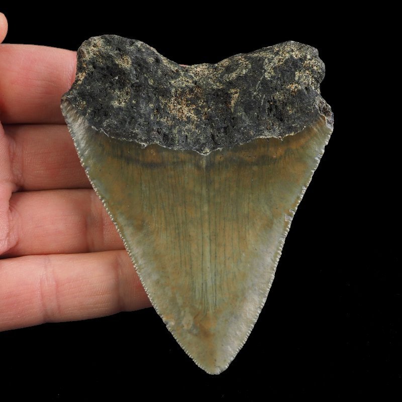SKAMIENIAŁY ZĄB REKINA - MEGALODON - 83 mm - FLORYDA, USA