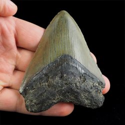 SKAMIENIAŁY ZĄB REKINA - MEGALODON - 83 mm - FLORYDA, USA