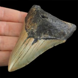 SKAMIENIAŁY ZĄB REKINA - MEGALODON - 85 mm - FLORYDA, USA
