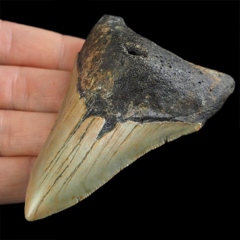 SKAMIENIAŁY ZĄB REKINA - MEGALODON - 85 mm - FLORYDA, USA