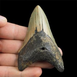 SKAMIENIAŁY ZĄB REKINA - MEGALODON - 85 mm - FLORYDA, USA