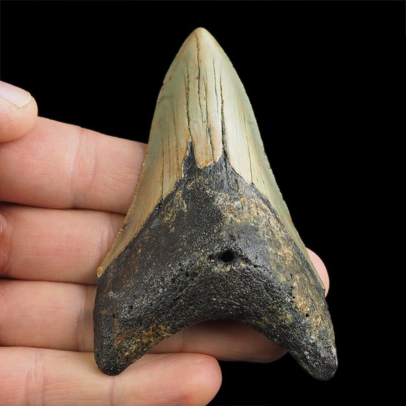 SKAMIENIAŁY ZĄB REKINA - MEGALODON - 85 mm - FLORYDA, USA