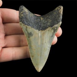 SKAMIENIAŁY ZĄB REKINA - MEGALODON - 85 mm - FLORYDA, USA