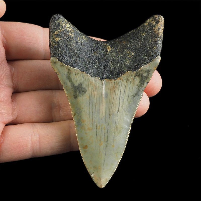 SKAMIENIAŁY ZĄB REKINA - MEGALODON - 85 mm - FLORYDA, USA