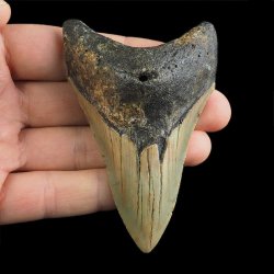 SKAMIENIAŁY ZĄB REKINA - MEGALODON - 85 mm - FLORYDA, USA