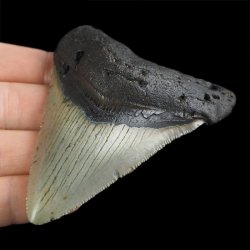 SKAMIENIAŁY ZĄB REKINA - MEGALODON - 83 mm - FLORYDA, USA
