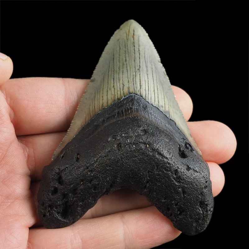 SKAMIENIAŁY ZĄB REKINA - MEGALODON - 83 mm - FLORYDA, USA