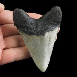 SKAMIENIAŁY ZĄB REKINA - MEGALODON - 83 mm - FLORYDA, USA