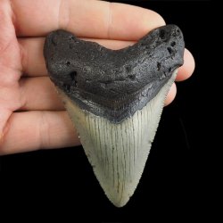 SKAMIENIAŁY ZĄB REKINA - MEGALODON - 83 mm - FLORYDA, USA