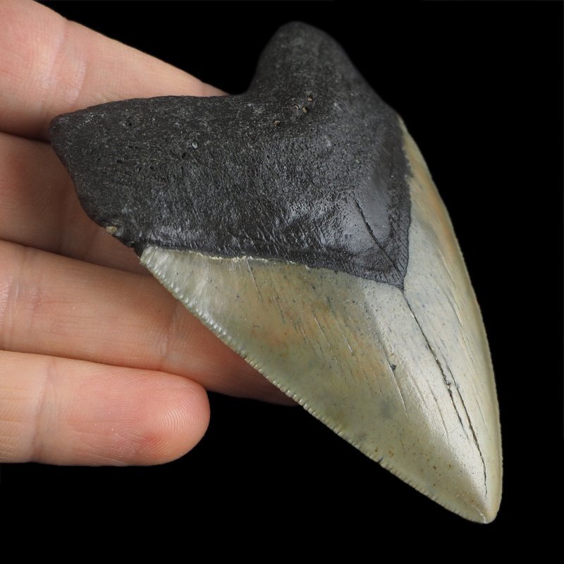 SKAMIENIAŁY ZĄB REKINA - MEGALODON - 86 mm - FLORYDA, USA