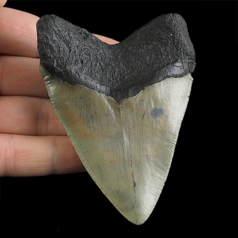 SKAMIENIAŁY ZĄB REKINA - MEGALODON - 86 mm - FLORYDA, USA