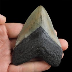 SKAMIENIAŁY ZĄB REKINA - MEGALODON - 86 mm - FLORYDA, USA
