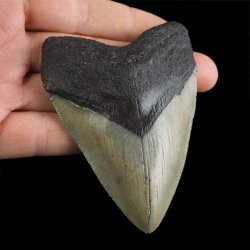 SKAMIENIAŁY ZĄB REKINA - MEGALODON - 86 mm - FLORYDA, USA