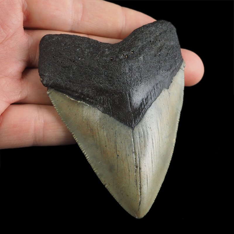 SKAMIENIAŁY ZĄB REKINA - MEGALODON - 86 mm - FLORYDA, USA