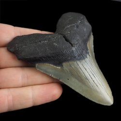 SKAMIENIAŁY ZĄB REKINA - MEGALODON - 88 mm - FLORYDA, USA