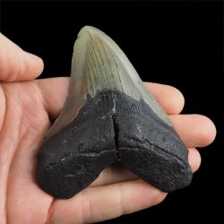 SKAMIENIAŁY ZĄB REKINA - MEGALODON - 88 mm - FLORYDA, USA