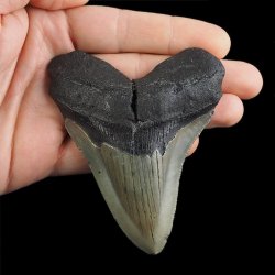 SKAMIENIAŁY ZĄB REKINA - MEGALODON - 88 mm - FLORYDA, USA