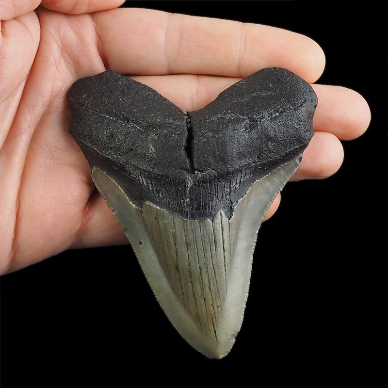SKAMIENIAŁY ZĄB REKINA - MEGALODON - 88 mm - FLORYDA, USA