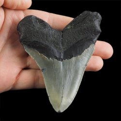 SKAMIENIAŁY ZĄB REKINA - MEGALODON - 88 mm - FLORYDA, USA
